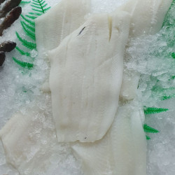 Halibut