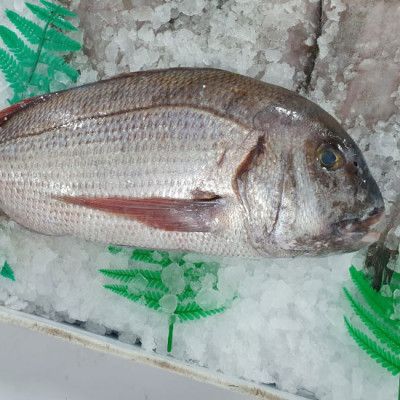 Pargo