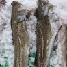 Bacalao fresco