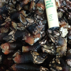 Percebe Gallego terciado