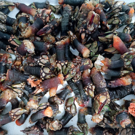 Percebe Gallego gordo Percebe Gallego gordo