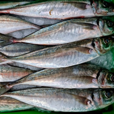 Chicharro pequeño