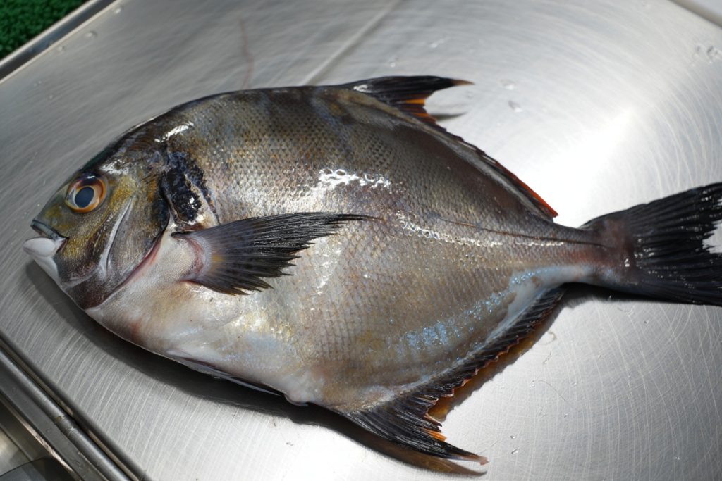 Palometa - pescado azul y blanco