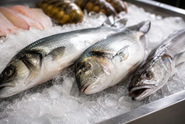 Lubina,dorada o merluza: pescado fresco para hostelería mas rentable