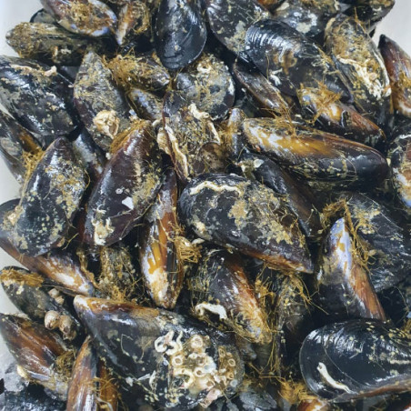 Mejillones frescos