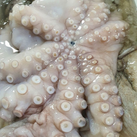 Pulpo fresco
