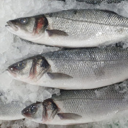 Comprar Lubina online | Comprar Lubina | Lubina fresca comprar