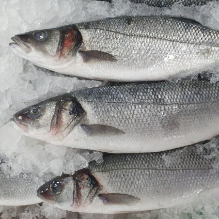 Comprar Lubina online | Comprar Lubina | Lubina fresca comprar