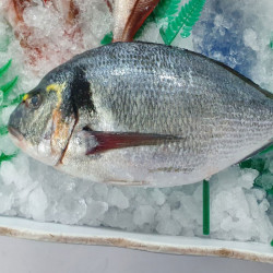 Dorada Salvaje | Dorada salvaje precio | Comprar Dorada Salvaje