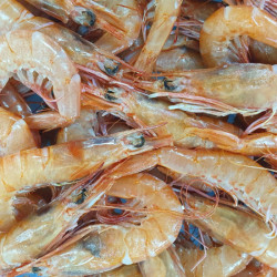 Gamba arrocera