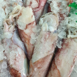 Calamar Potera precio | Calamar Potera | Calamar potera comprar