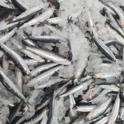 Boquerones | Boquerones en vinagre | Recetas con boquerones