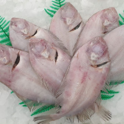 Gallo ración | Gallo recetas | Gallo pescado