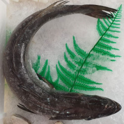 Pescadilla de pincho | Comprar pescadilla | Recetas con pescadilla