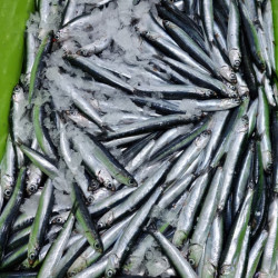 Boquerones | Boquerones en vinagre | Recetas con boquerones