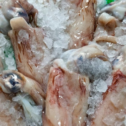 Calamar Potera precio | Calamar Potera | Calamar potera comprar