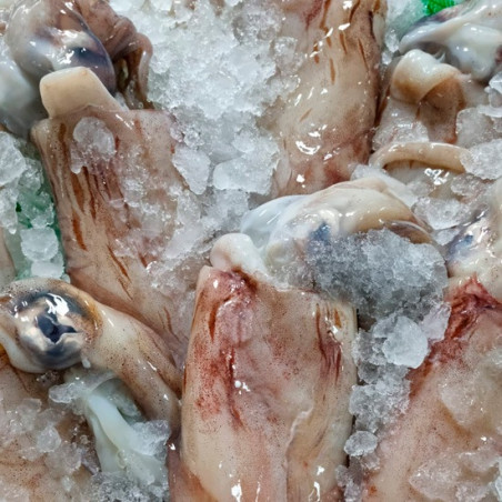 Calamar Potera precio | Calamar Potera | Calamar potera comprar