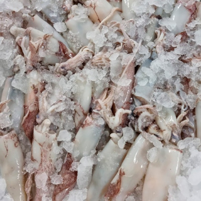 Chipirón nacional | Comprar chipirón nacional | Chipirón nacional online