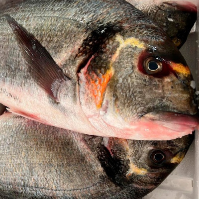 Dorada Salvaje | Dorada salvaje precio | Comprar Dorada Salvaje