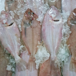 Gallo ración | Gallo recetas | Gallo pescado