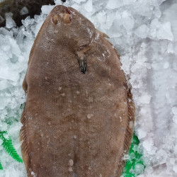 Lenguado | Precio lenguado fresco | Lenguado recetas