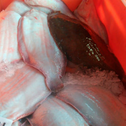 Lenguado | Precio lenguado fresco | Lenguado recetas