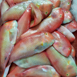 Loritos