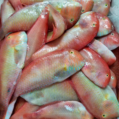 Loritos