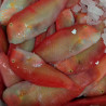 Loritos