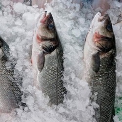 Lubina salvaje | Lubina salvaje precio | Comprar Lubina salvaje