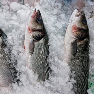 Lubina salvaje | Lubina salvaje precio | Comprar Lubina salvaje