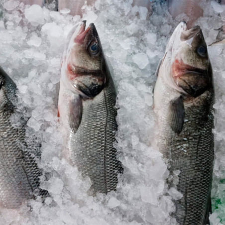 Lubina salvaje | Lubina salvaje precio | Comprar Lubina salvaje