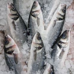 Comprar Lubina online | Comprar Lubina | Lubina fresca comprar