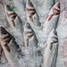 Comprar Lubina online | Comprar Lubina | Lubina fresca comprar