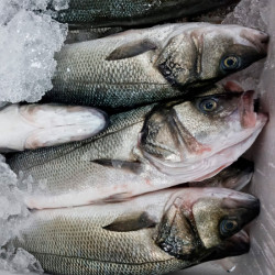 Comprar Lubina online | Comprar Lubina | Lubina fresca comprar