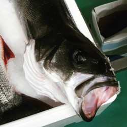 Comprar Lubina online | Comprar Lubina | Lubina fresca comprar