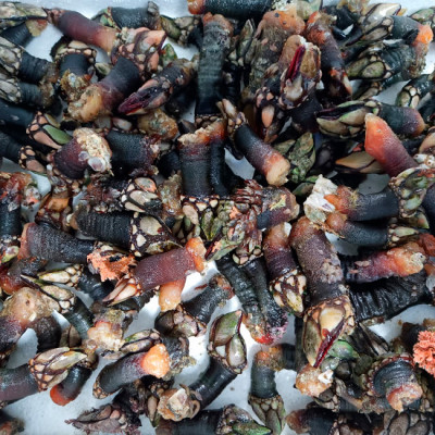 Percebe Gallego gordo