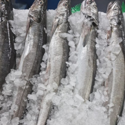 Pescadilla de pincho | Comprar pescadilla | Recetas con pescadilla