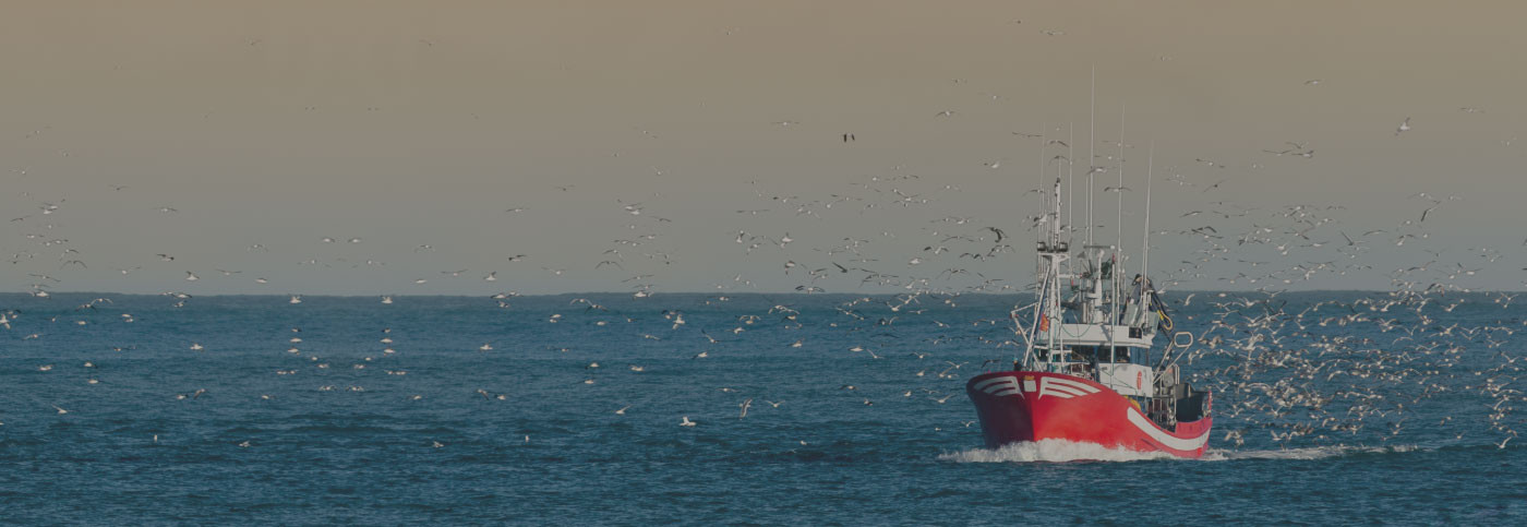Congelados a domicilio | Pescados y mariscos online - Pescadería Palacio